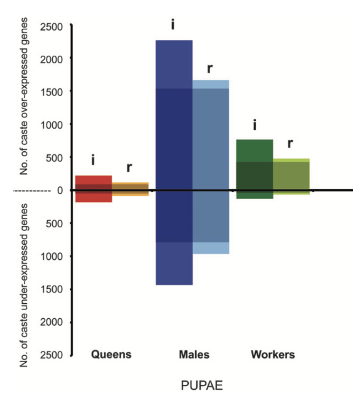 Evolution of gene expression in fire ants: The effects of developmental stage, caste, and species