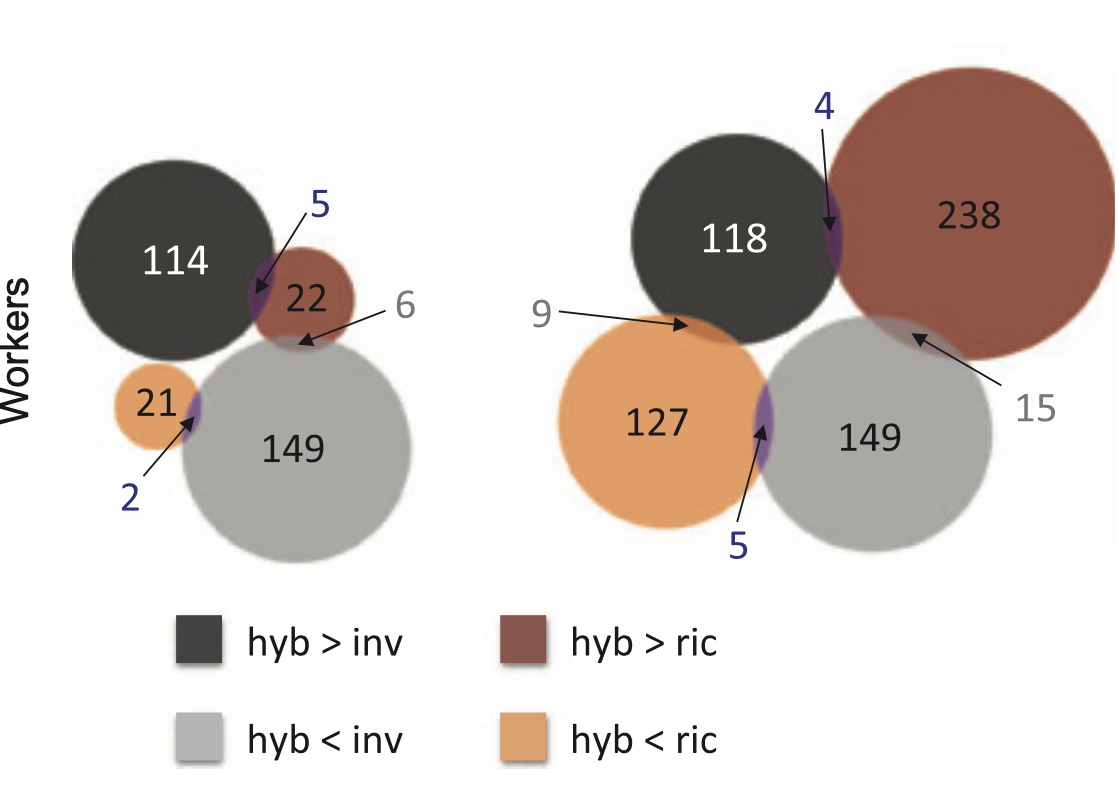 Disruption of gene expression in hybrids of the fire ants i Solenopsis invicta i and i Solenopsis richteri i