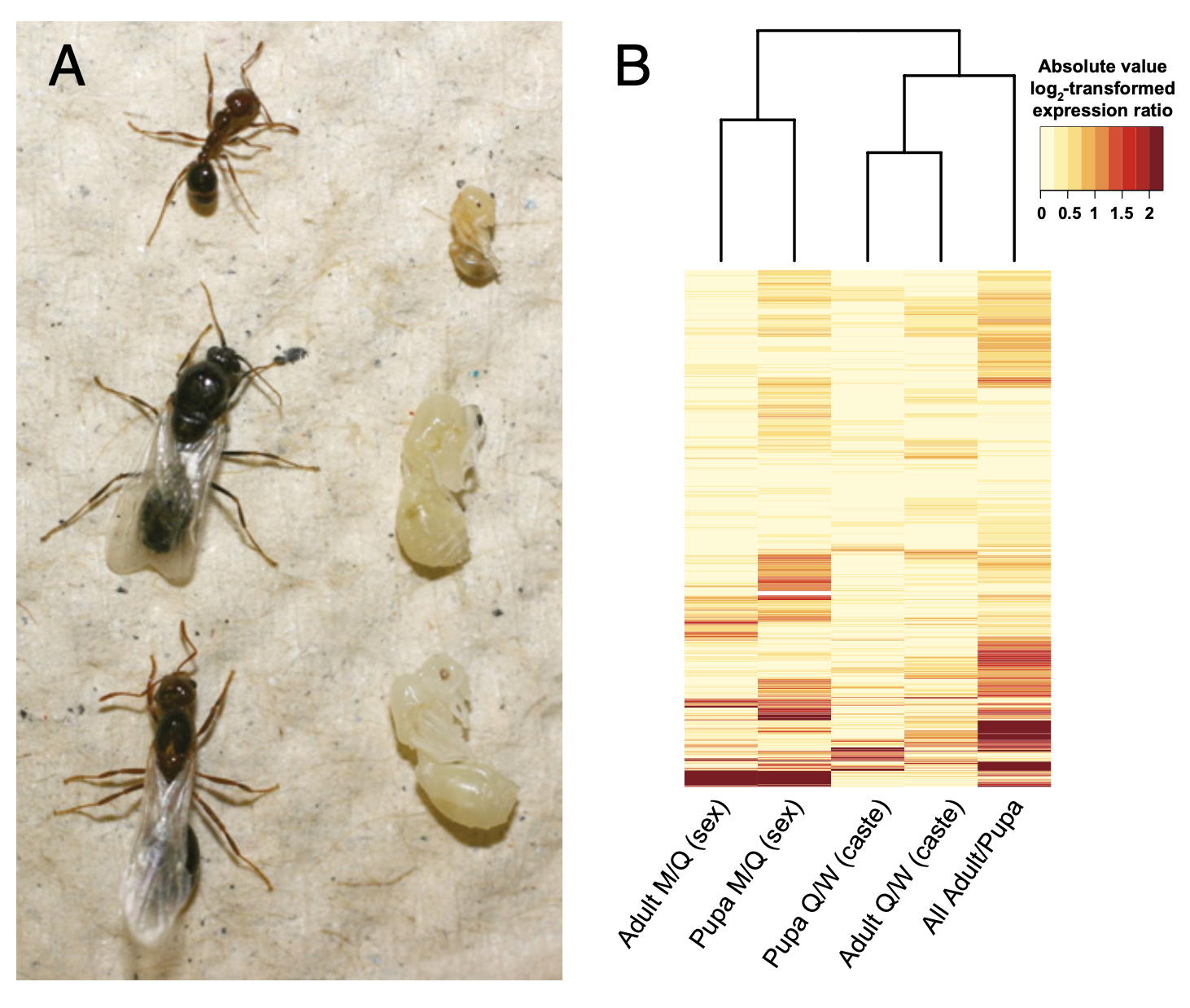 Relaxed selection is a precursor to the evolution of phenotypic plasticity