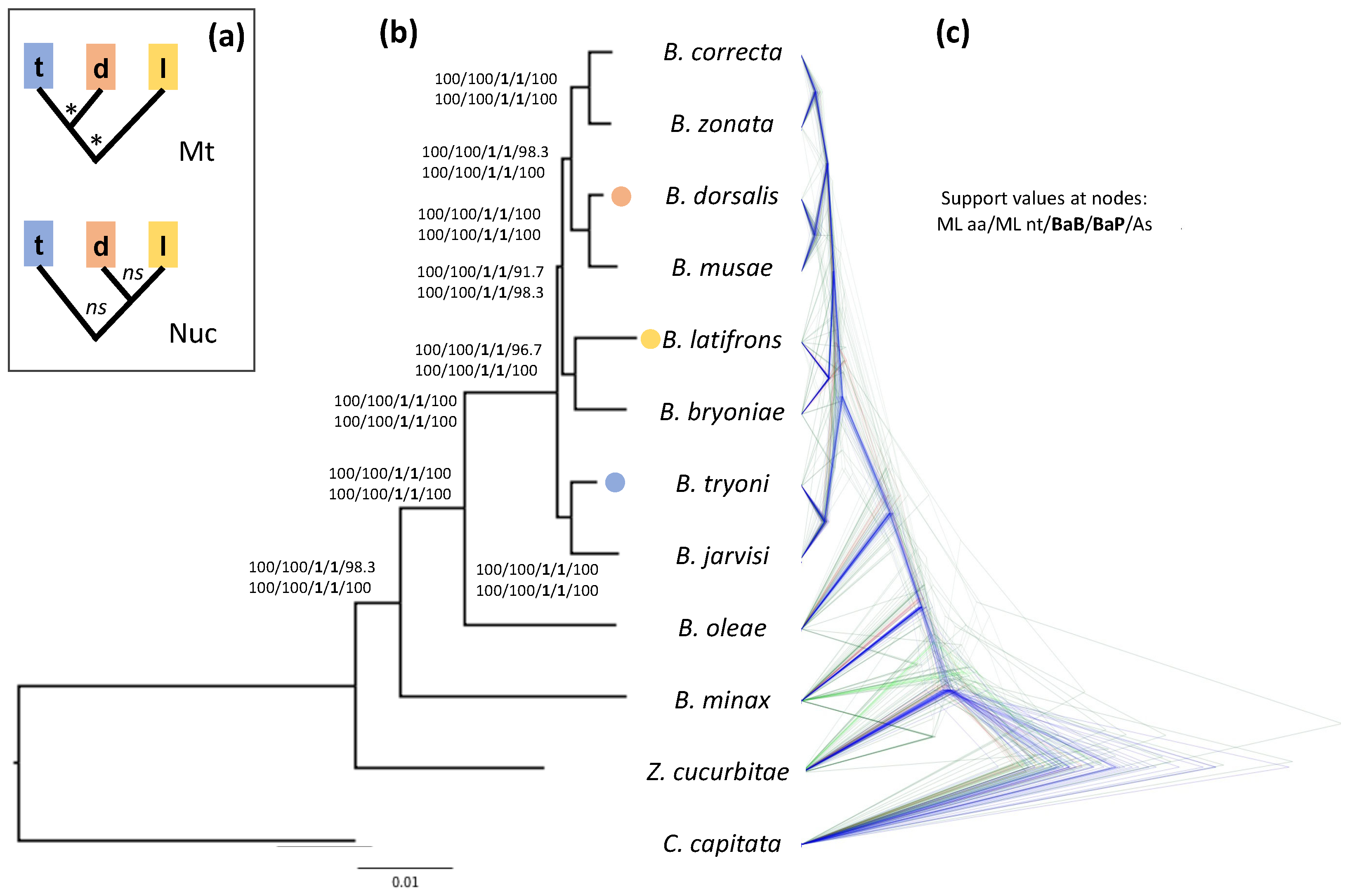 The impact of fast radiation on the phylogeny of i Bactrocera i fruit flies as revealed by multiple evolutionary models and mutation rate-calibrated clock