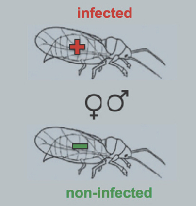 Linking omics and ecology to dissect interactions between the apple proliferation phytoplasma and its psyllid vector i Cacopsylla melanoneura i