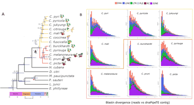 Evolutionary genomics and divergence of i Cacopsylla i species with a special focus on the apple proliferation vectors i Cacopsylla melanoneura i and i Cacopsylla picta i
