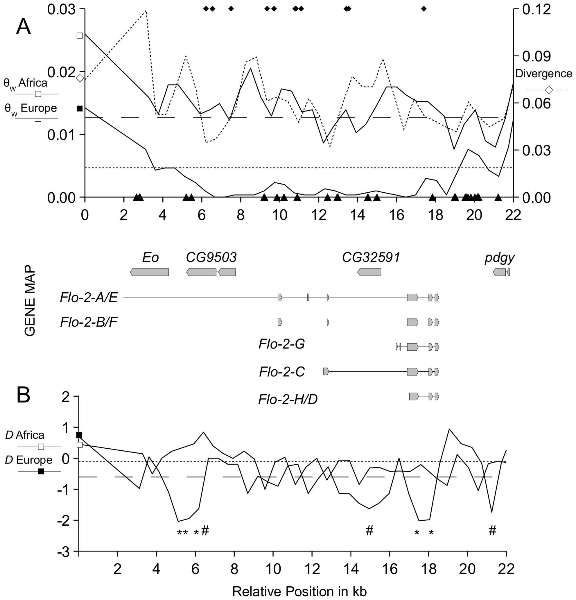 Selective sweep in the i Flotillin-2 i region of European i Drosophila melanogaster i