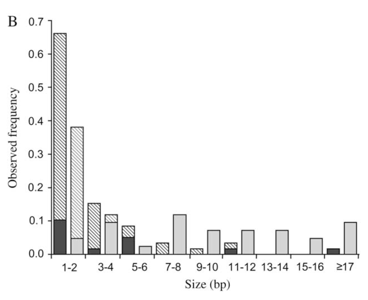 Insertion deletion and nucleotide polymorphism data reveal constraints in i Drosophila melanogaster i introns and intergenic regions