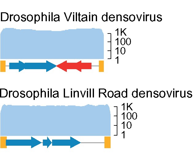 The discovery, distribution, and diversity of DNA viruses associated with i Drosophila melanogaster i in Europe