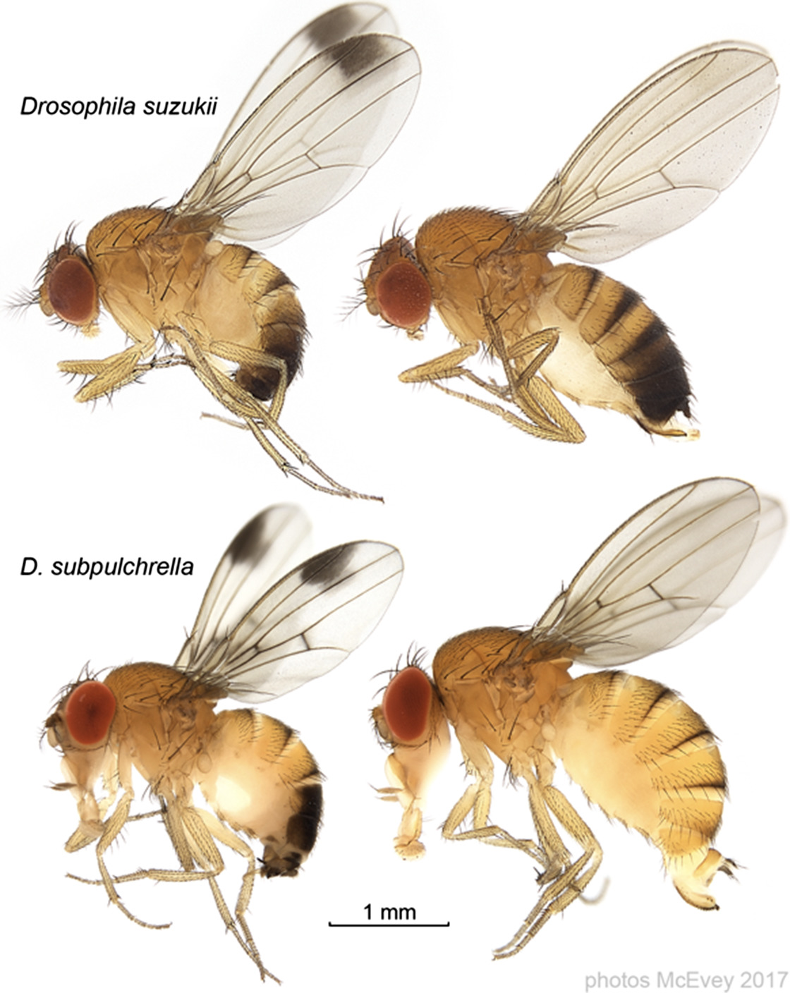 Genome comparisons indicate recent transfer of i w i Ri-like i Wolbachia i between sister species i Drosophila suzukii i and i D. subpulchrella i