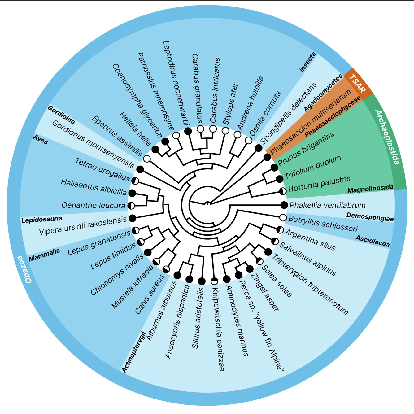 The European Reference Genome Atlas: piloting a decentralised approach to equitable biodiversity genomics