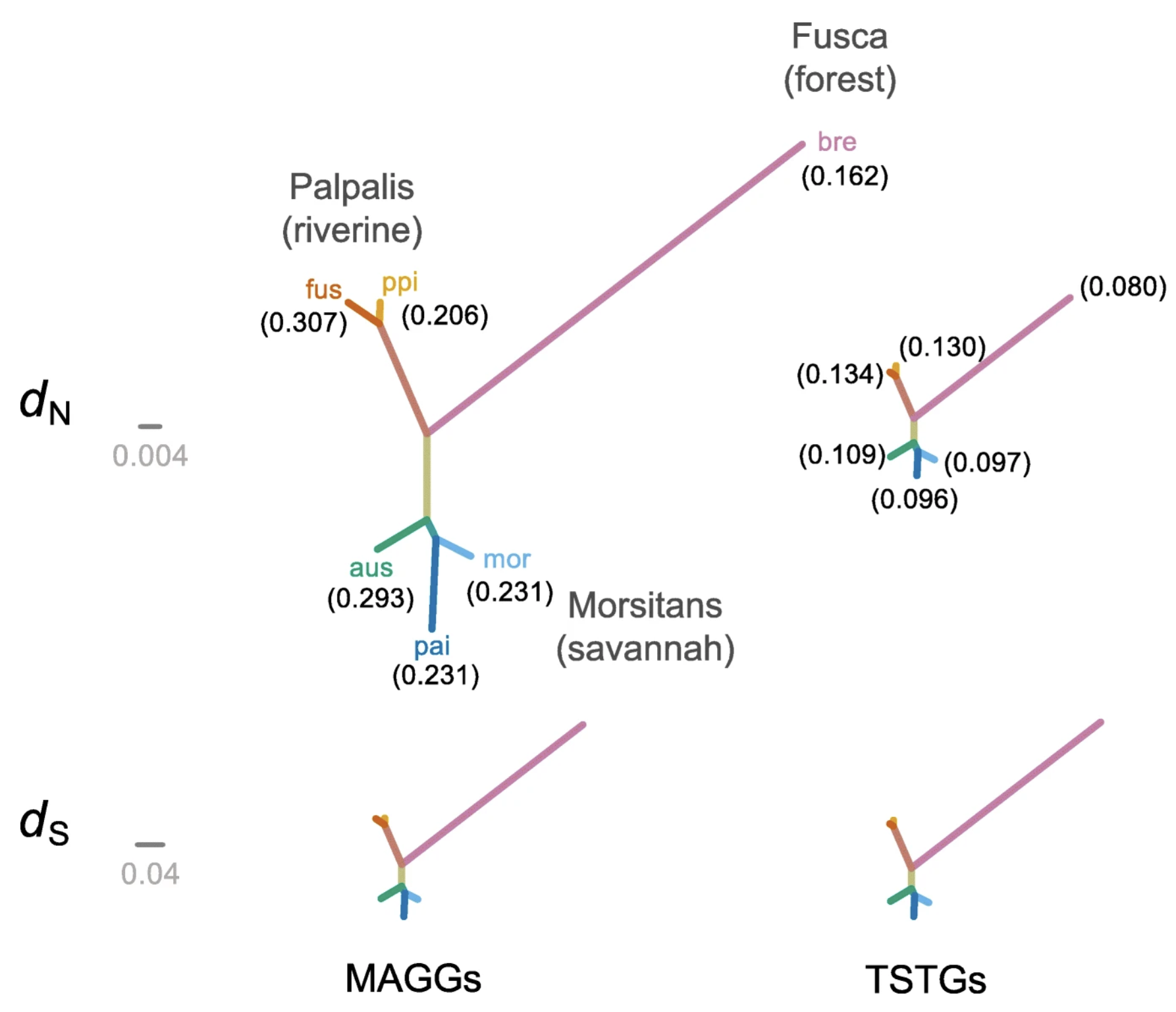 Viviparity and habitat restrictions may influence the evolution of male reproductive genes in tsetse fly i Glossina i species