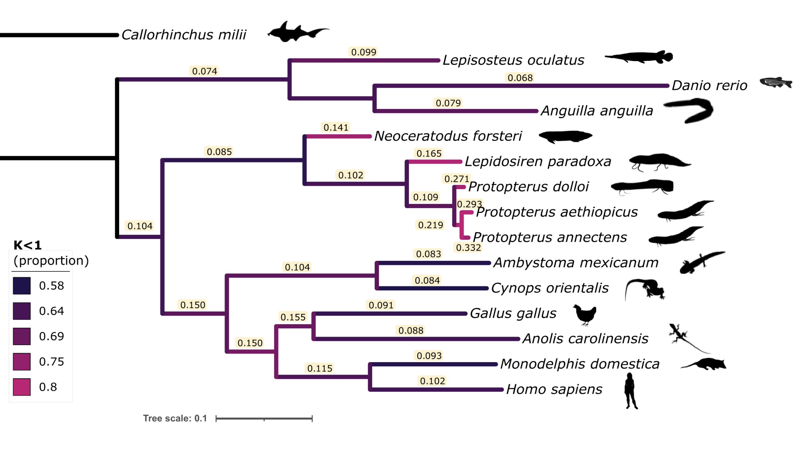 Relaxation of natural selection in the evolution of the giant lungfish genomes