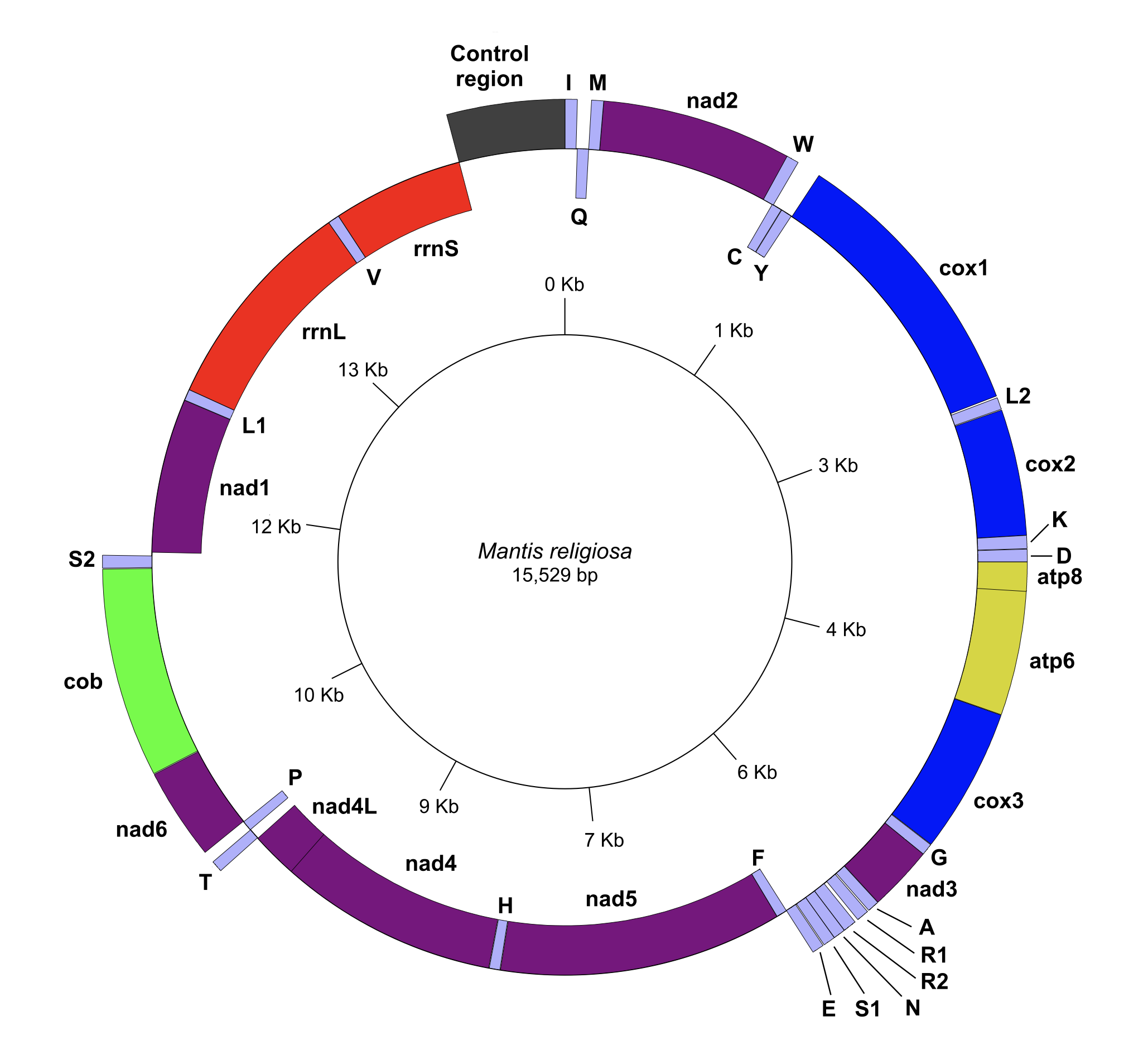 The complete mitogenome of the European mantis, i Mantis religiosa i , from Italy: implications for the origin of North American mantis population