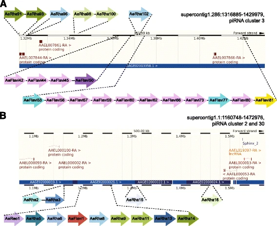 Comparative genomics shows that viral integrations are abundant and express piRNAs in the arboviral vectors i Aedes aegypti i and i Aedes albopictus i