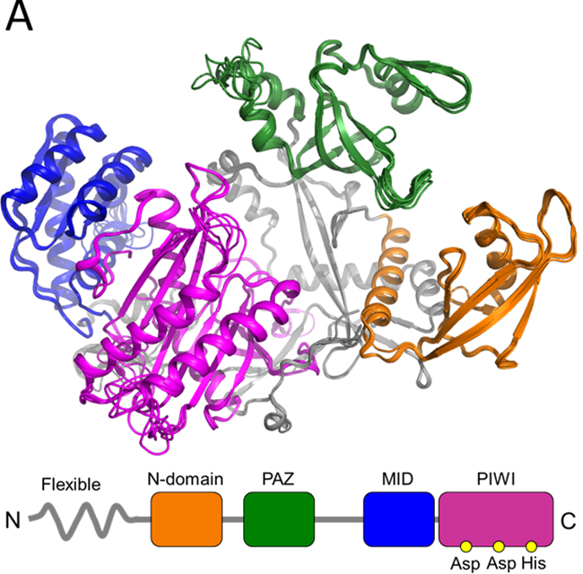 Polymorphism analyses and protein modelling inform on functional specialization of i Piwi i clade genes in the arboviral vector i Aedes albopictus i