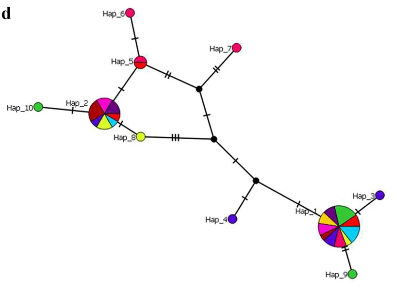 An initial investigation into the genetic diversity, phylogenetic relationships, and population structure of the Olive Psyllid i Euphyllura olivina i in Tunisia