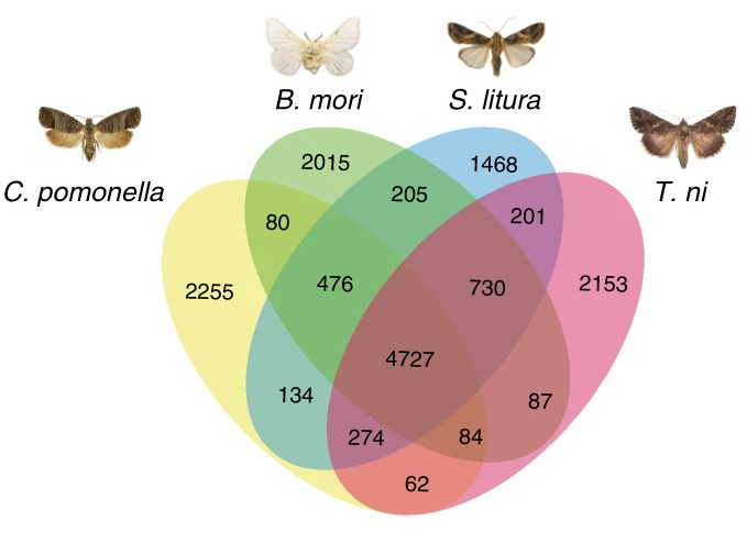 A chromosome-level genome assembly of i Cydia pomonella i provides insights into chemical ecology and insecticide resistance