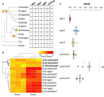 Endogenous viral elements and PIWI gene evolution in i Spodoptera i : diversity, conservation, and piRNA production