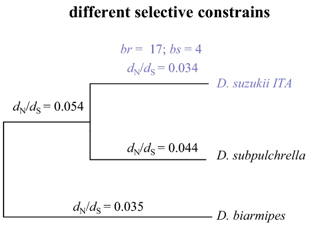 Distinct genotypes and phenotypes in European and American strains of i Drosophila suzukii i : implications for biology and management of an invasive organism