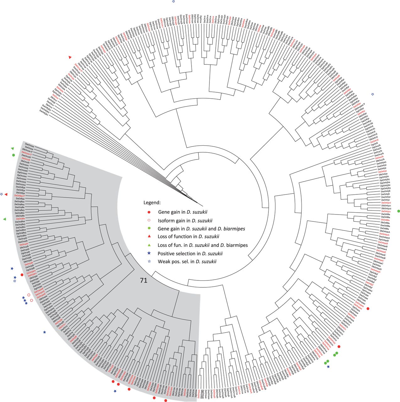 The evolution of olfactory gene families in i Drosophila i and the genomic basis of chemical-ecological adaptation in i Drosophila suzukii i