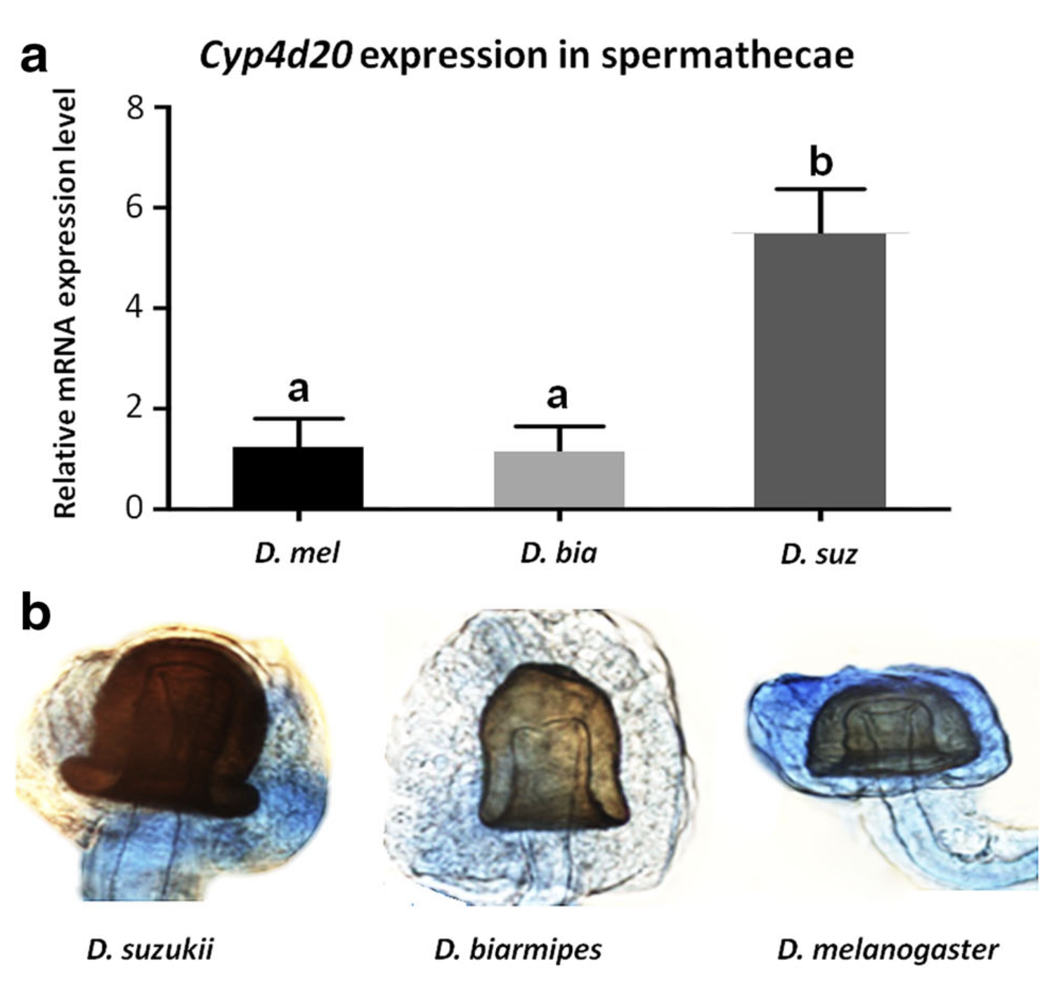 Multiple lines of evidence for reproductive winter diapause in the invasive pest i Drosophila suzukii i : useful clues for control strategies