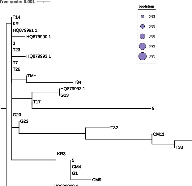 Genetic diversity in the tomato leafminer i Tuta absoluta i Meyrick in Tunisia