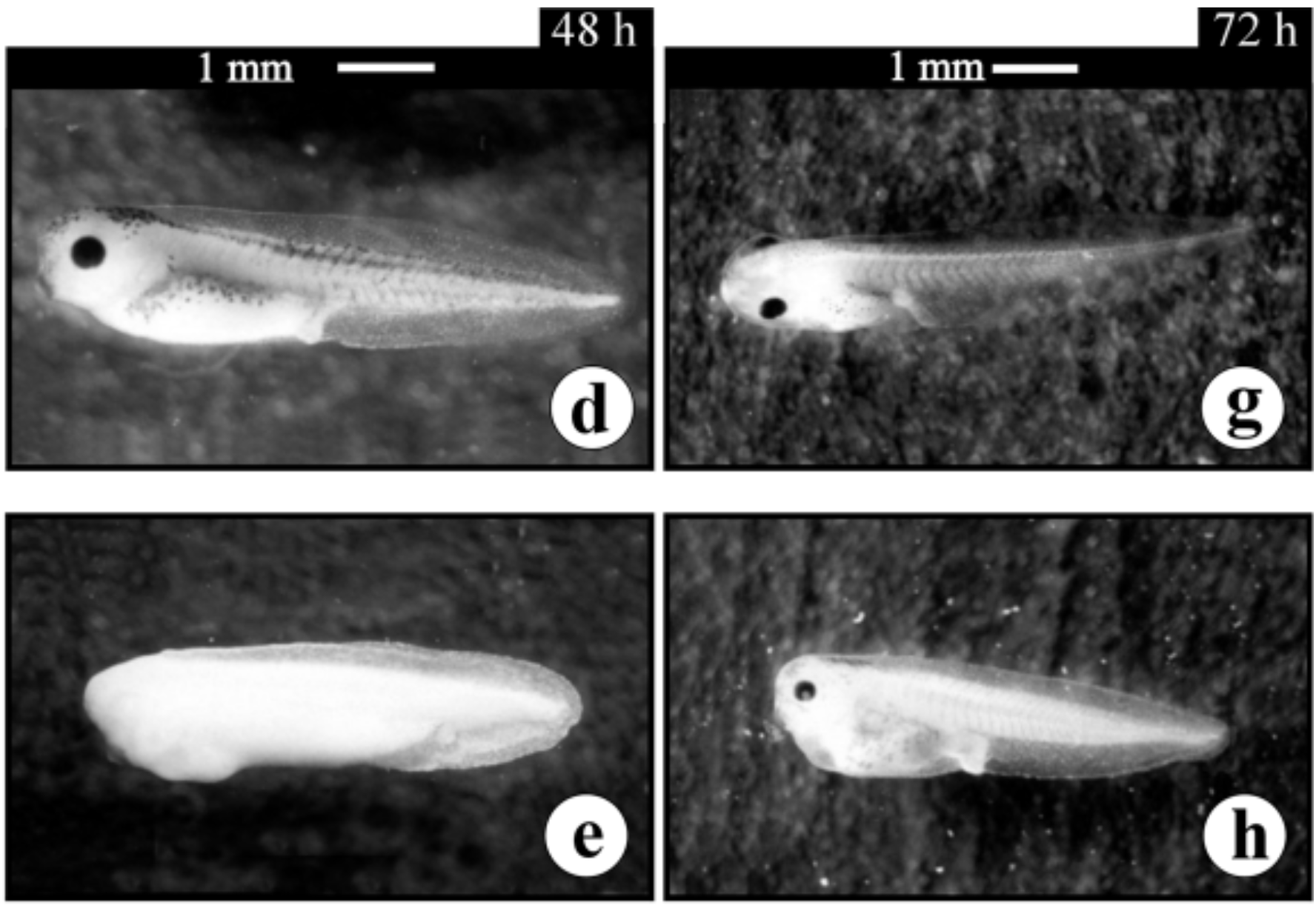 Teratogenic and toxic effects of Alcohol Ethoxylate and Alcohol Ethoxy Sulfate surfactants on i Xenopus laevis i embryos and tadpoles