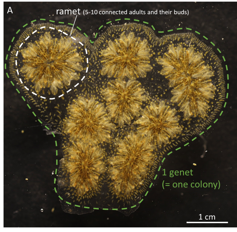 Somatic mutations