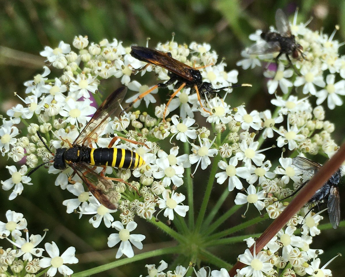 Insects on umbellifer flowers