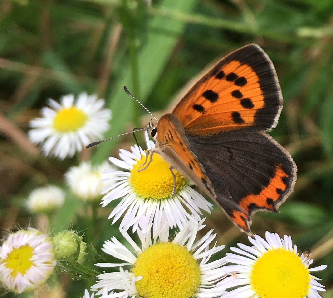 Fieldwork, Lepidoptera