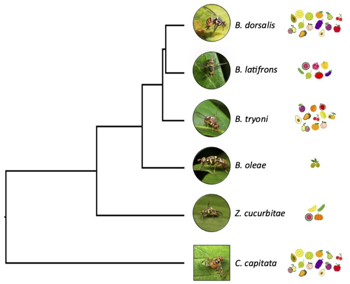 Insect comparative genomics